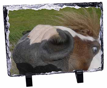 Cheeky Shetland Pony, Stunning Photo Slate