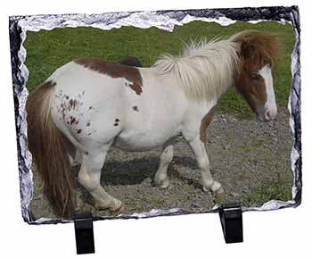 Shetland Pony, Stunning Photo Slate