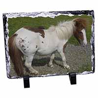 Shetland Pony, Stunning Animal Photo Slate