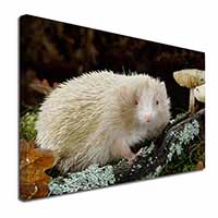 Albino Hedgehog Wildlife Canvas X-Large 30"x20" Wall Art Print