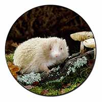 Albino Hedgehog Wildlife Fridge Magnet Printed Full Colour