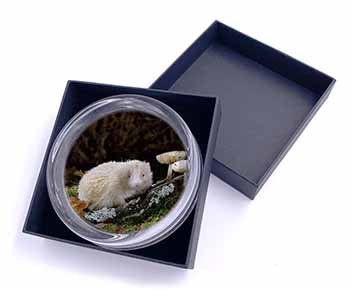 Albino Hedgehog Wildlife Glass Paperweight in Gift Box