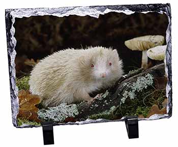 Albino Hedgehog Wildlife, Stunning Photo Slate