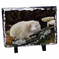 Albino Hedgehog Wildlife, Stunning Photo Slate