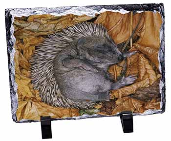 Sleeping Baby Hedgehog, Stunning Photo Slate