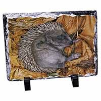 Sleeping Baby Hedgehog, Stunning Photo Slate