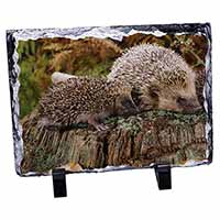 Mother and Baby Hedgehog, Stunning Photo Slate