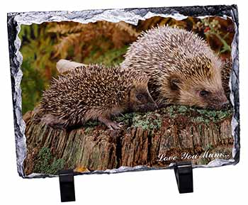 Hedgehogs 