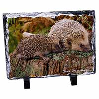 Hedgehogs 