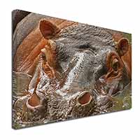 Hippopotamus, Hippo Canvas X-Large 30"x20" Wall Art Print