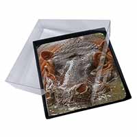 4x Hippopotamus, Hippo Picture Table Coasters Set in Gift Box