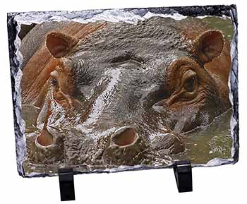 Hippopotamus, Hippo, Stunning Photo Slate