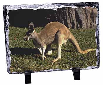 Kangaroo, Stunning Photo Slate
