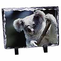 Cute Koala Bear, Stunning Photo Slate
