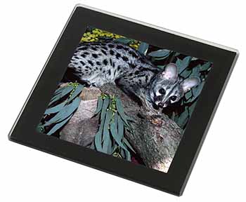 Wild Genet Cat Wildlife Print Black Rim Glass Coaster Animal Breed Gift