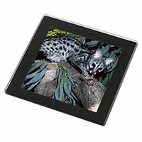 Wild Genet Cat Wildlife Print Black Rim Glass Coaster Animal Breed Gift