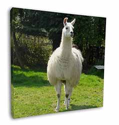 Llama Square Canvas 12"x12" Wall Art Picture Print