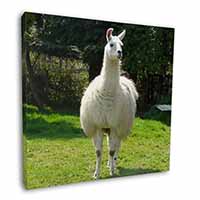 Llama Square Canvas 12"x12" Wall Art Picture Print