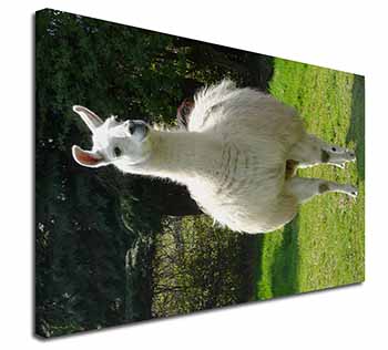 Llama Canvas X-Large 30"x20" Wall Art Print