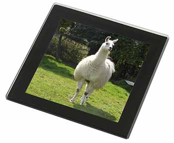 Llama Black Rim High Quality Glass Coaster