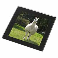 Llama Black Rim High Quality Glass Coaster