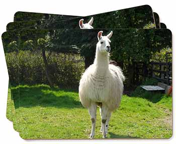 Llama Picture Placemats in Gift Box