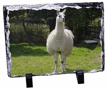 Llama, Stunning Photo Slate