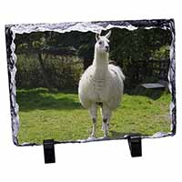 Llama, Stunning Photo Slate