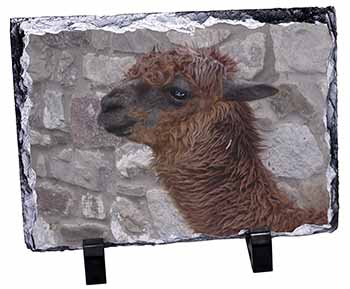 South American Llama, Stunning Photo Slate