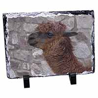 South American Llama, Stunning Photo Slate