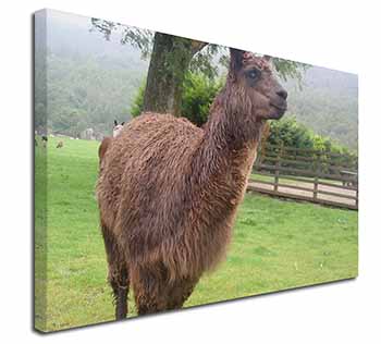 Llama Canvas X-Large 30"x20" Wall Art Print