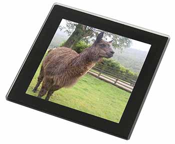 Llama Black Rim High Quality Glass Coaster