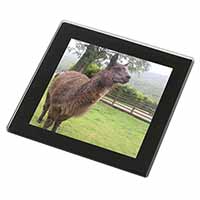 Llama Black Rim High Quality Glass Coaster