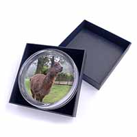 Llama Glass Paperweight in Gift Box