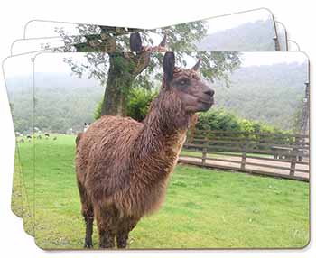 Llama Picture Placemats in Gift Box