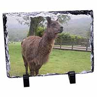 Llama, Stunning Photo Slate