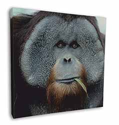 Handsome Orangutan Square Canvas 12"x12" Wall Art Picture Print