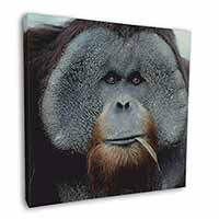 Handsome Orangutan Square Canvas 12"x12" Wall Art Picture Print