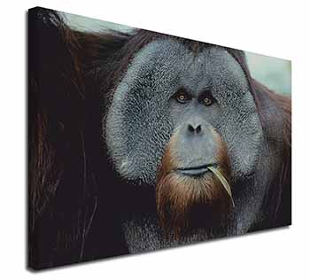 Handsome Orangutan Canvas X-Large 30"x20" Wall Art Print