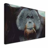 Handsome Orangutan Canvas X-Large 30"x20" Wall Art Print