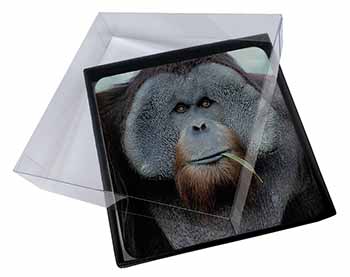 4x Handsome Orangutan Picture Table Coasters Set in Gift Box