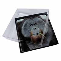 4x Handsome Orangutan Picture Table Coasters Set in Gift Box