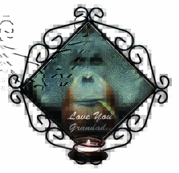 Orangutan 