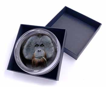 Handsome Orangutan Glass Paperweight in Gift Box