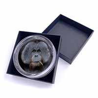 Handsome Orangutan Glass Paperweight in Gift Box