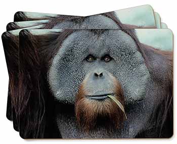 Handsome Orangutan Picture Placemats in Gift Box