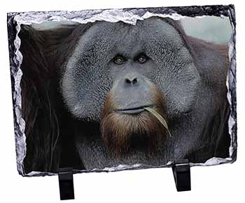 Handsome Orangutan, Stunning Photo Slate