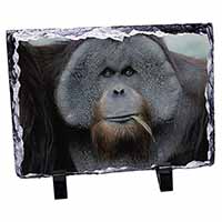 Handsome Orangutan, Stunning Photo Slate