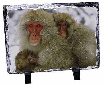 Monkey Family in Snow, Stunning Photo Slate