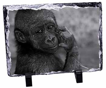 Baby Mountain Gorilla, Stunning Photo Slate